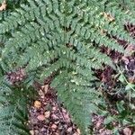 Dryopteris intermedia Hoja
