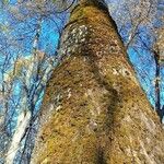 Populus × canescens Buveinė