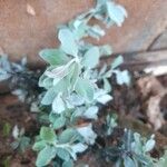 Leucophyllum candidum Leaf