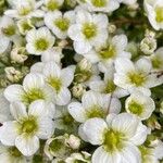 Saxifraga squarrosa Floare