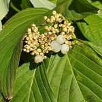 Cornus sericea অন্যান্য