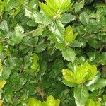 Quercus agrifolia Hoja