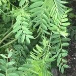 Vicia ervilia Φύλλο