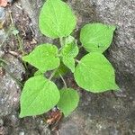 Parietaria debilis Yaprak