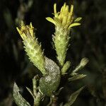 Hazardia orcuttii Flower