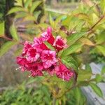 Weigela hortensis Kukka