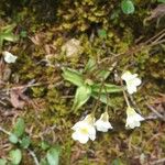 Pinguicula alpina Flor