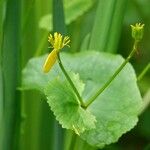 Ranunculus flammula Лист