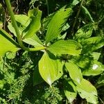 Lilium martagon Hoja