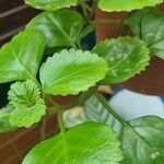 Plectranthus verticillatus List