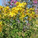 Hypericum perforatum Hábitos