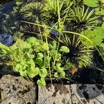 Cyperus difformis Blad