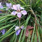 Iris unguicularis Hábito