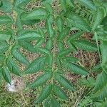 Angelica sylvestris Leaf
