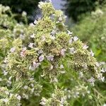 Pycnanthemum verticillatum Flower