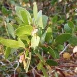 Arctostaphylos patula 果實