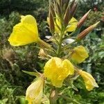 Oenothera glazioviana Квітка