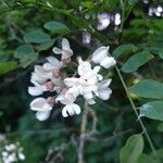 Robinia pseudoacacia Blomst