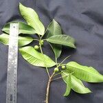 Ficus yoponensis その他の提案