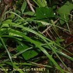 Carex grioletii Buveinė