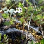 Euphrasia pectinata Habit