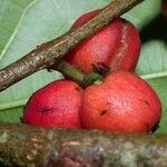 Trophis racemosa Vrucht