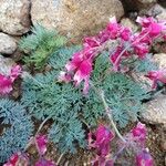 Dicentra peregrina Flower