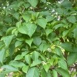 Styrax japonicus Ліст