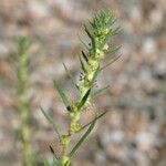 Bassia scoparia Flower