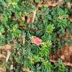 Indigofera tsiangiana Flower