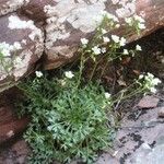 Saxifraga cuneata Pokrój