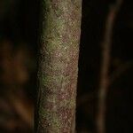 Licaria chrysophylla 樹皮