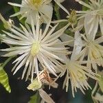 Clematis vitalba 花