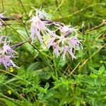 Dianthus superbusKvet