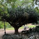 Dracaena draco Ліст