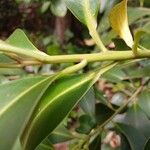 Myrsine guianensis Bark