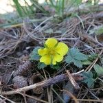 Potentilla canadensis Hábito