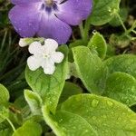 Omphalodes verna Blomma