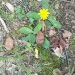 Hieracium venosum 花