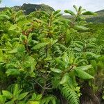 Frangula azorica Likasa