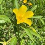 Ludwigia grandiflora Cvet