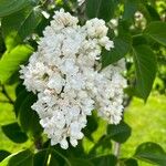 Syringa reticulata Цветок