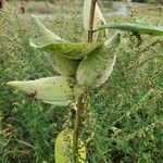 Asclepias syriaca Fruit