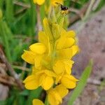 Genista sagittalis Flor