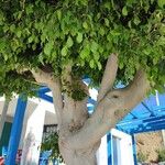 Ficus benjamina Ліст