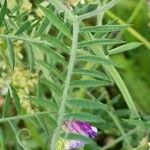 Vicia dasycarpa 葉