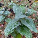 Hypericum androsaemum Blad