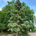 Abies procera Облик