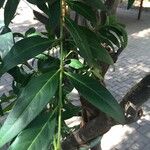 Kraussia floribunda Fruto