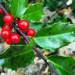 Ilex opaca Frukt